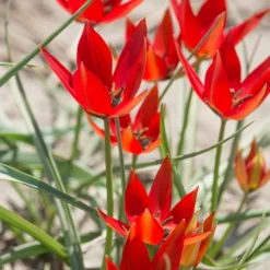 Tulip Orphanidea 'Lizzy' -UK Garden Plants Sales 2024 tulip lizzy 3 scaled