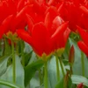 Tulip 'Red Emperor' 1 Tulip 'Red Emperor' -UK Garden Plants Sales 2024 tulip madame lefeber 1