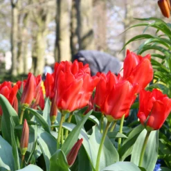 Tulip 'Red Emperor' -UK Garden Plants Sales 2024 tulip madame lefeber 10