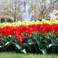 Tulip 'Red Emperor' -UK Garden Plants Sales 2024 tulip madame lefeber 12