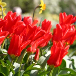 Tulip 'Red Emperor' -UK Garden Plants Sales 2024 tulip madame lefeber 13