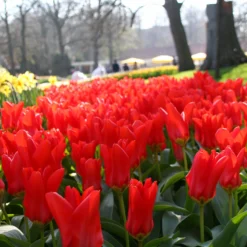 Tulip 'Red Emperor' -UK Garden Plants Sales 2024 tulip madame lefeber 14