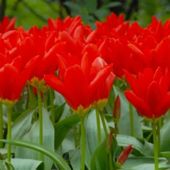 Tulip 'Red Emperor' -UK Garden Plants Sales 2024 tulip madame lefeber 2