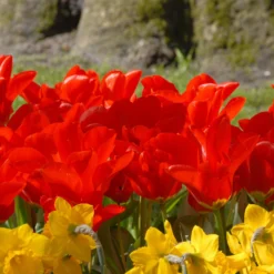 Tulip 'Red Emperor' -UK Garden Plants Sales 2024 tulip madame lefeber 3