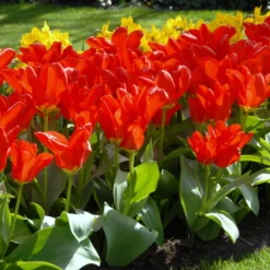 Tulip 'Red Emperor' -UK Garden Plants Sales 2024 tulip madame lefeber 5