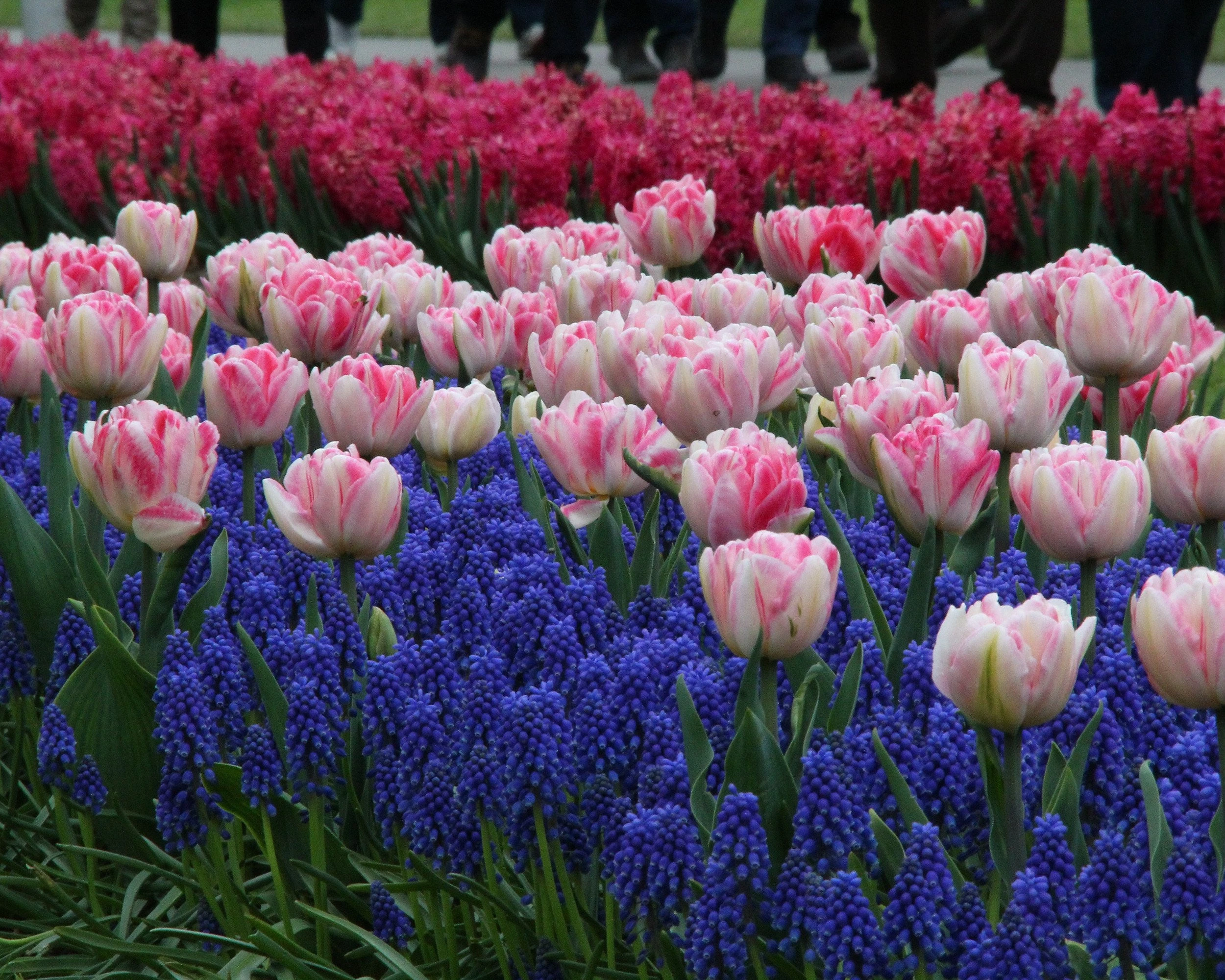 Collection 'Magenta Magic' 5 Collection 'Magenta Magic' - Image 3