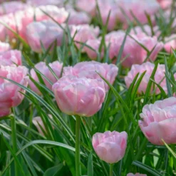 Tulip 'Mariage' 11 Tulip 'Mariage' -UK Garden Plants Sales 2024 tulip mariage 1 scaled