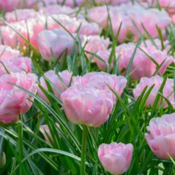 Tulip 'Mariage' 12 Tulip 'Mariage' -UK Garden Plants Sales 2024 tulip mariage 2 scaled