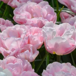 Tulip 'Mariage' 13 Tulip 'Mariage' -UK Garden Plants Sales 2024 tulip mariage 3 scaled