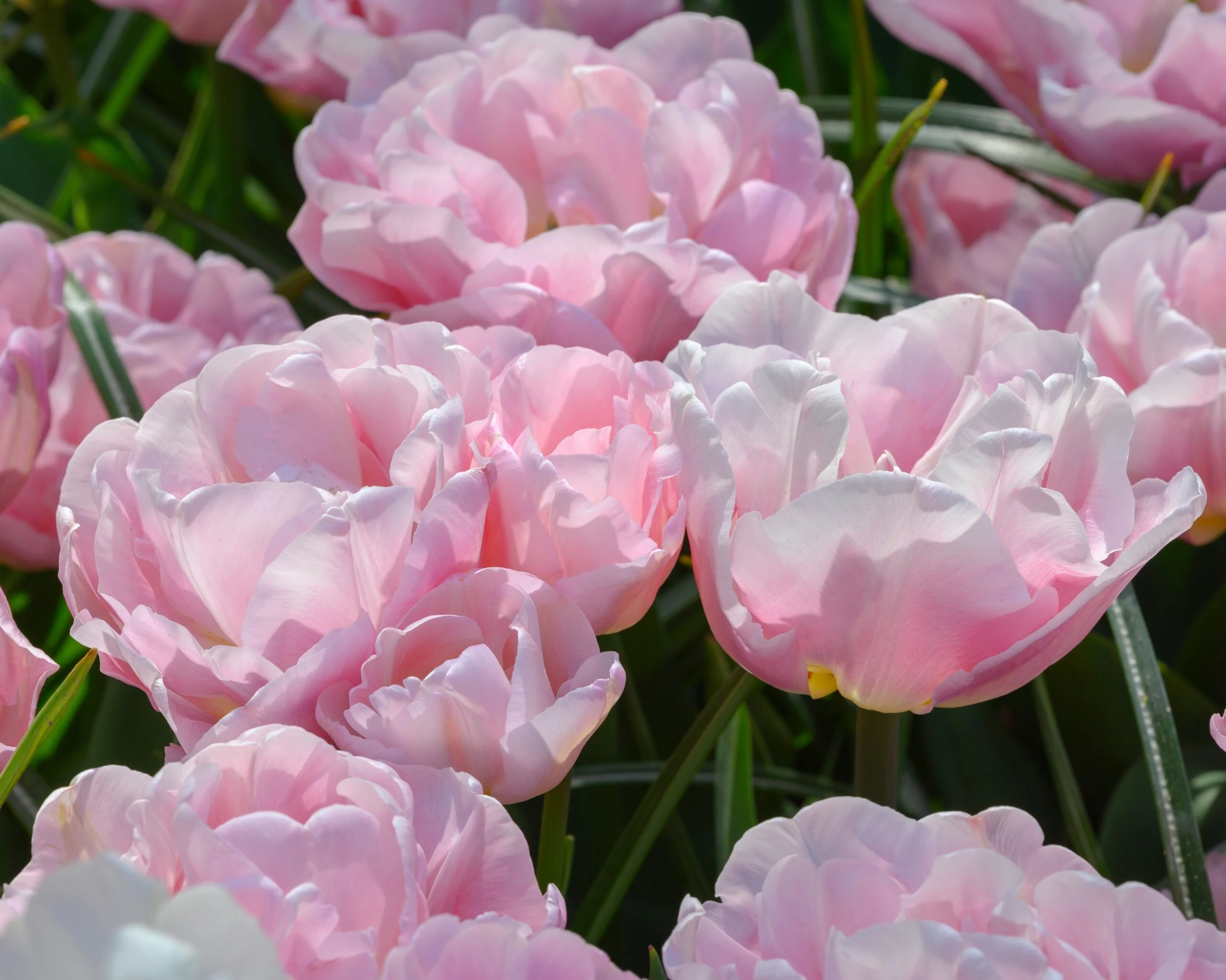 Tulip 'Mariage' 8 Tulip 'Mariage' - Image 6