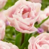 Tulip 'Mariage' 2 Tulip 'Mariage' -UK Garden Plants Sales 2024 tulip mariage 4