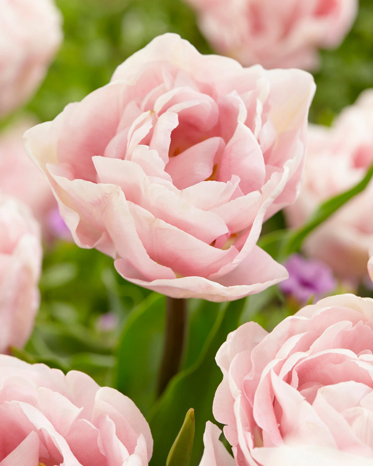 Tulip 'Mariage' 3 Tulip 'Mariage'