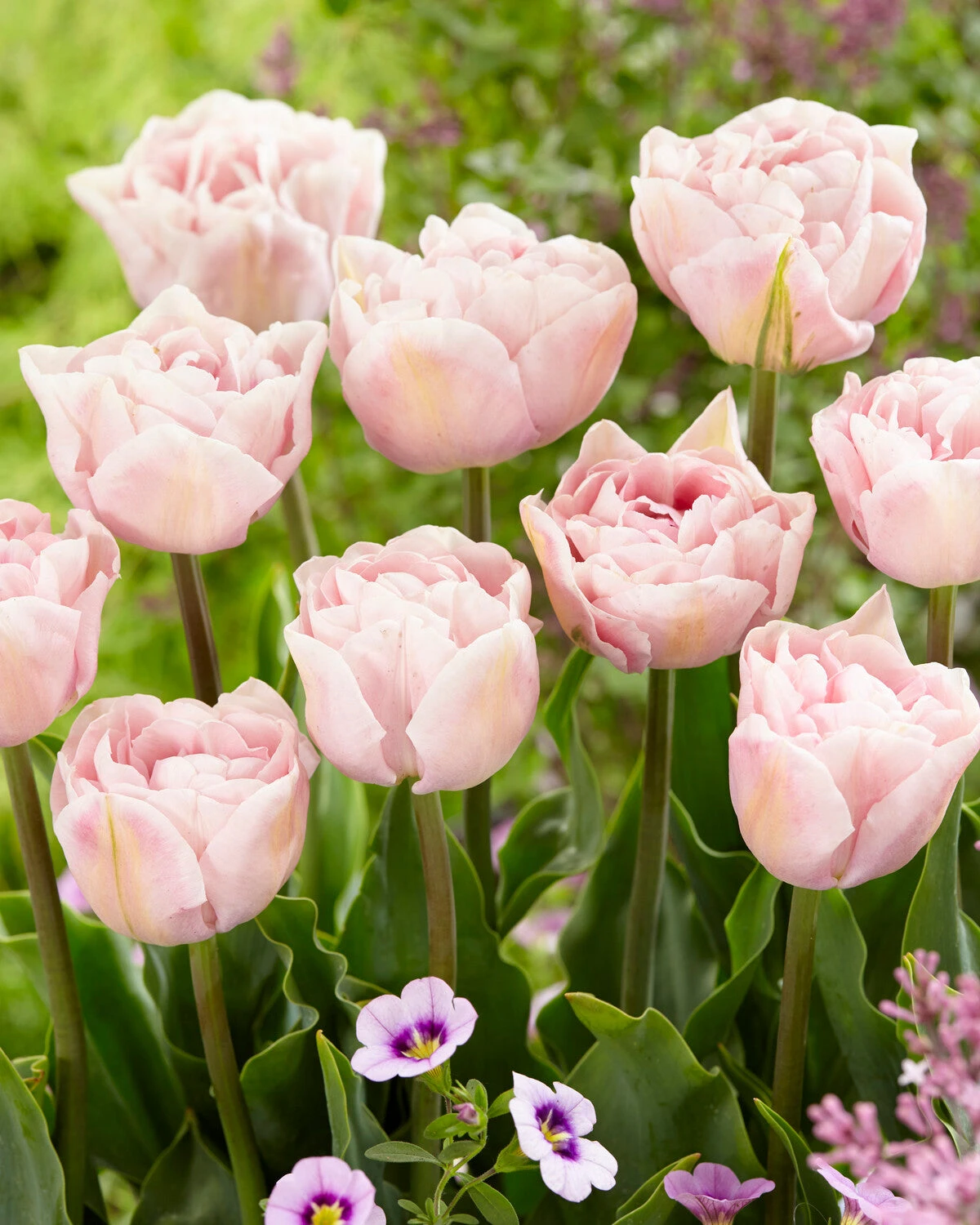 Tulip 'Mariage' 4 Tulip 'Mariage' - Image 2