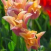 Tulip 'Marianne' 1 Tulip 'Marianne' -UK Garden Plants Sales 2024 tulip marianne 2 scaled