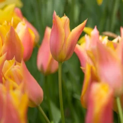 Tulip 'Marianne' -UK Garden Plants Sales 2024 tulip marianne 3 scaled