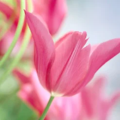 Tulip 'Mariette' -UK Garden Plants Sales 2024 tulip mariette 10