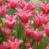 Tulip 'Mariette' -UK Garden Plants Sales 2024 tulip mariette 11