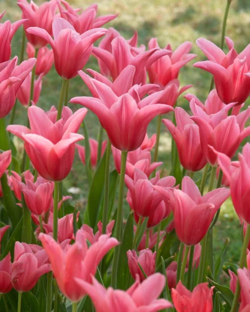 Tulip 'Mariette' -UK Garden Plants Sales 2024 tulip mariette 11