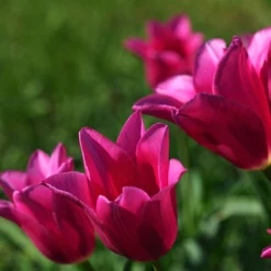 Tulip 'Mariette' -UK Garden Plants Sales 2024 tulip mariette 12 scaled