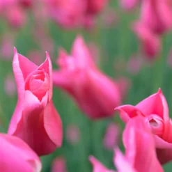 Tulip 'Mariette' -UK Garden Plants Sales 2024 tulip mariette 13 scaled