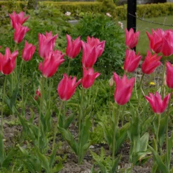 Tulip 'Mariette' -UK Garden Plants Sales 2024 tulip mariette 2 scaled