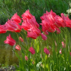 Tulip 'Mariette' -UK Garden Plants Sales 2024 tulip mariette 3 scaled