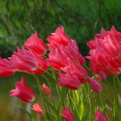Tulip 'Mariette' -UK Garden Plants Sales 2024 tulip mariette 4 scaled