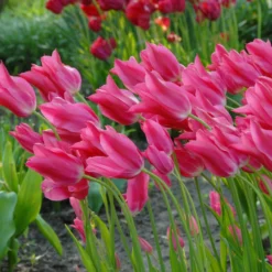 Tulip 'Mariette' -UK Garden Plants Sales 2024 tulip mariette 5 scaled