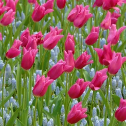 Tulip 'Mariette' -UK Garden Plants Sales 2024 tulip mariette 6 scaled