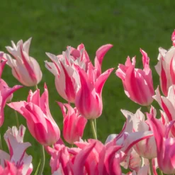 Tulip 'Mariette' -UK Garden Plants Sales 2024 tulip mariette 7 scaled