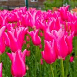 Tulip 'Mariette' -UK Garden Plants Sales 2024 tulip mariette 8 scaled
