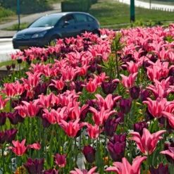 Tulip 'Mariette' -UK Garden Plants Sales 2024 tulip mariette 9