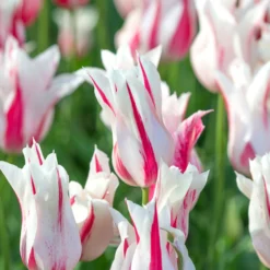 Tulip 'Marilyn' -UK Garden Plants Sales 2024 tulip marilyn 2 scaled