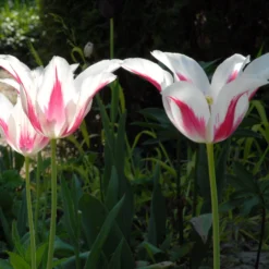 Tulip 'Marilyn' -UK Garden Plants Sales 2024 tulip marilyn 3