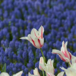 Tulip 'Marilyn' -UK Garden Plants Sales 2024 tulip marilyn 4 scaled