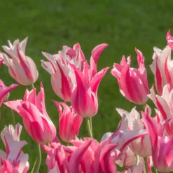 Tulip 'Marilyn' -UK Garden Plants Sales 2024 tulip marilyn 6 scaled
