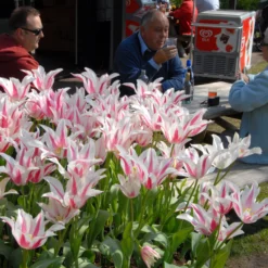 Tulip 'Marilyn' -UK Garden Plants Sales 2024 tulip marilyn 7 scaled