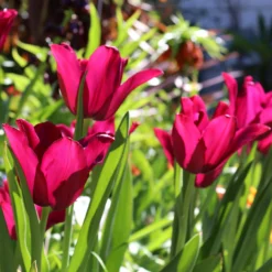 Tulip 'Merlot' -UK Garden Plants Sales 2024 tulip merlot 0