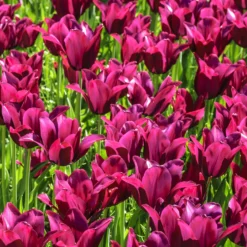 Tulip 'Merlot' -UK Garden Plants Sales 2024 tulip merlot 1