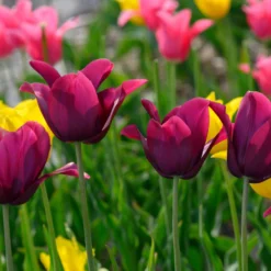 Tulip 'Merlot' -UK Garden Plants Sales 2024 tulip merlot 2 scaled