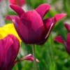Tulip 'Merlot' 2 Tulip 'Merlot' -UK Garden Plants Sales 2024 tulip merlot 20