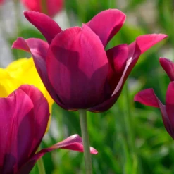 Tulip 'Merlot'