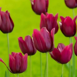 Tulip 'Merlot' -UK Garden Plants Sales 2024 tulip merlot 3 scaled