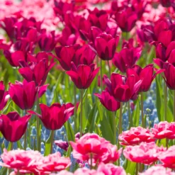 Tulip 'Merlot' -UK Garden Plants Sales 2024 tulip merlot 6 scaled