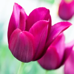 Tulip 'Merlot' -UK Garden Plants Sales 2024 tulip merlot 7 scaled