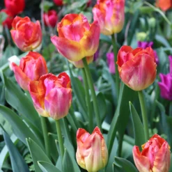 Tulip 'Miami Sunset' 15 Tulip 'Miami Sunset' -UK Garden Plants Sales 2024 tulip miami sunset 00