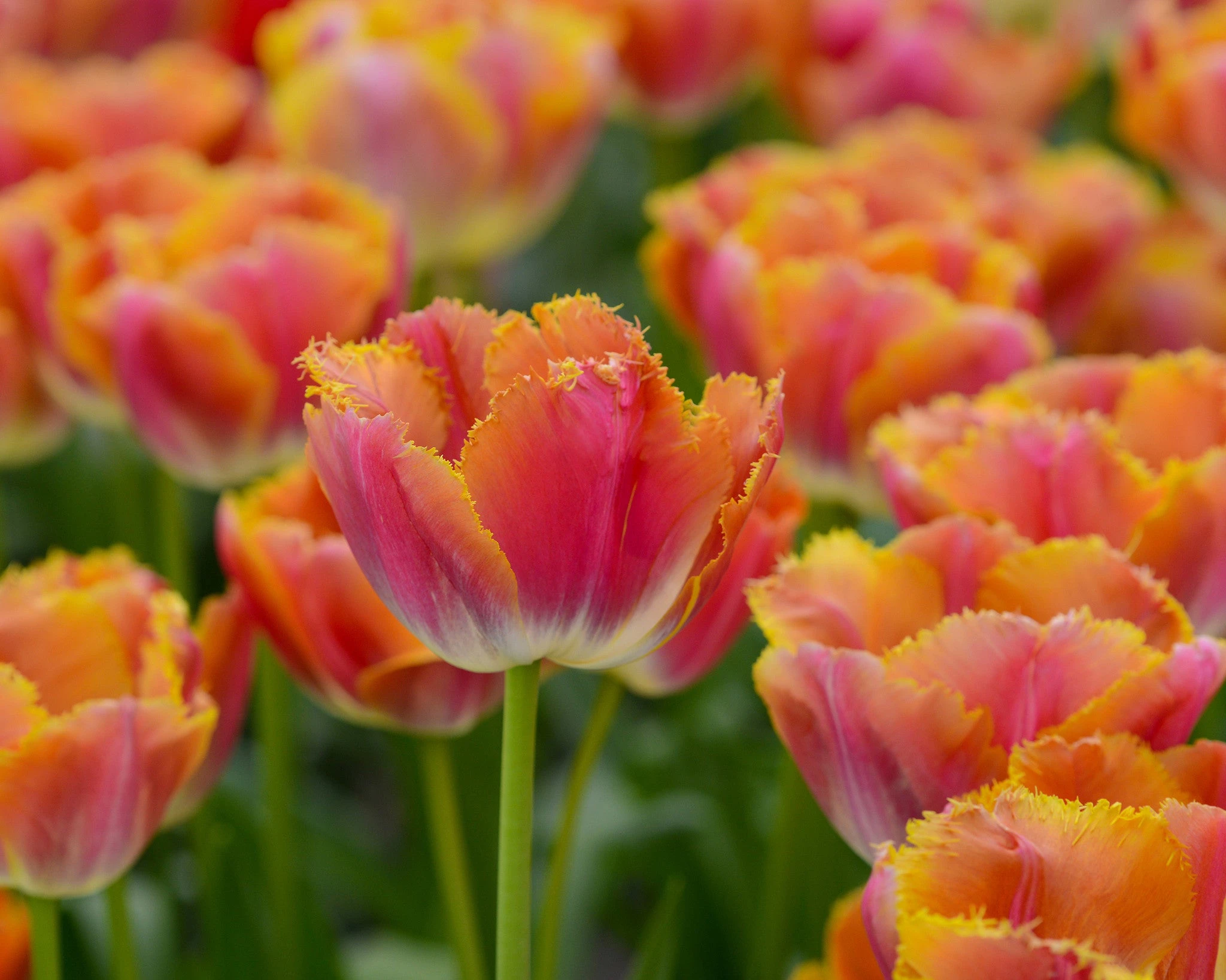 Tulip 'Miami Sunset' 8 Tulip 'Miami Sunset' - Image 6