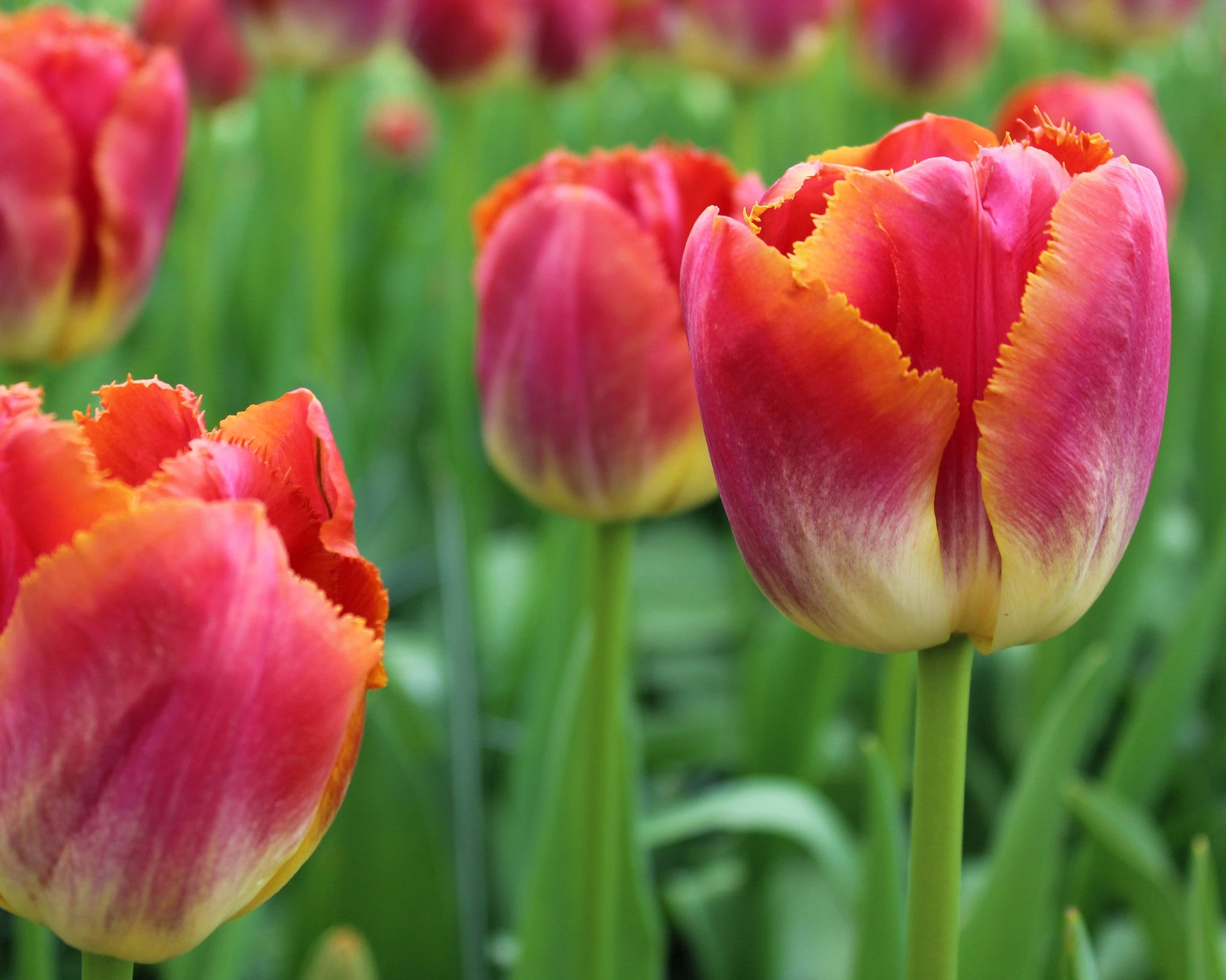 Tulip 'Miami Sunset' 7 Tulip 'Miami Sunset' - Image 5