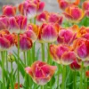 Tulip 'Miami Sunset' -UK Garden Plants Sales 2024 tulip miami sunset 4