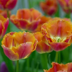 Tulip 'Miami Sunset' 12 Tulip 'Miami Sunset' -UK Garden Plants Sales 2024 tulip miami sunset 5